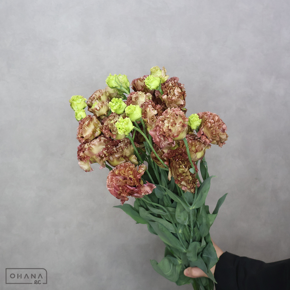 トルコキキョウ　アンバーダブルショコラ　 70cm 3輪