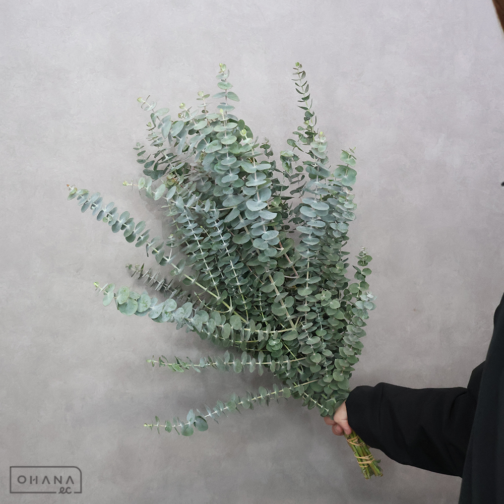 ユーカリ　ベイビーブルー　秀 60cm JA上伊那