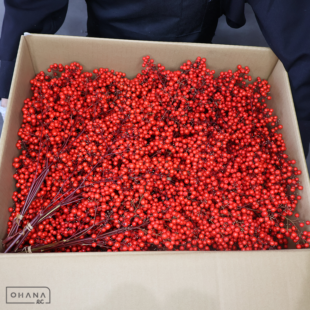 南天の実  ※約5kg　特