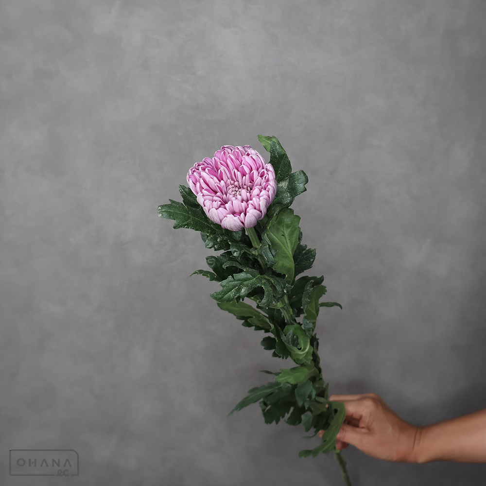 【SALE】ディスバッドマム　ハネムーンピンク　 70cm　※クレーム対象外