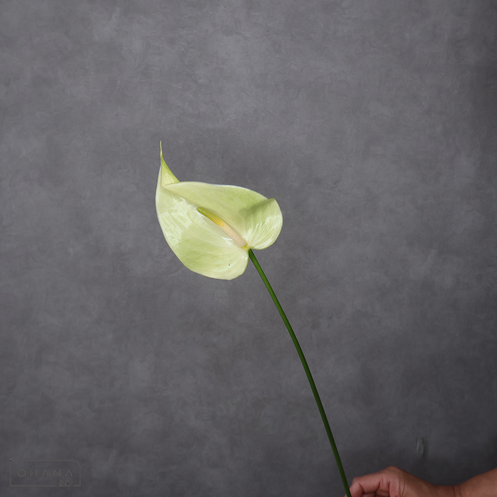 アンスリューム　ライモン　Ｍ モーリシャス産 ※5本束