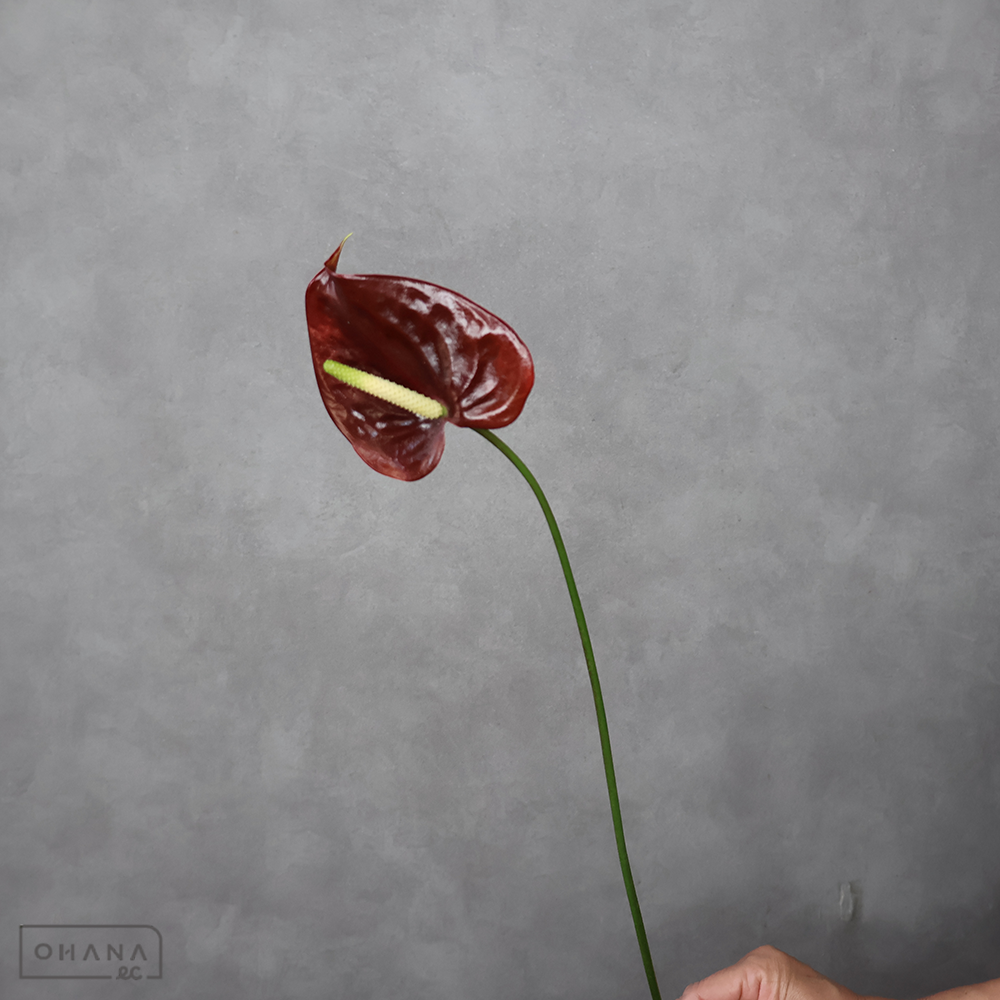 アンスリューム　ティア　Ｓ モーリシャス産 ※7本束