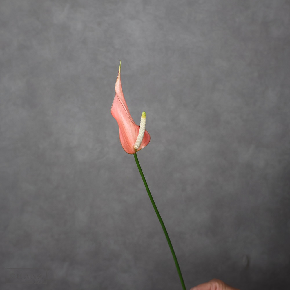 アンスリューム　チューリップ　 モーリシャス産