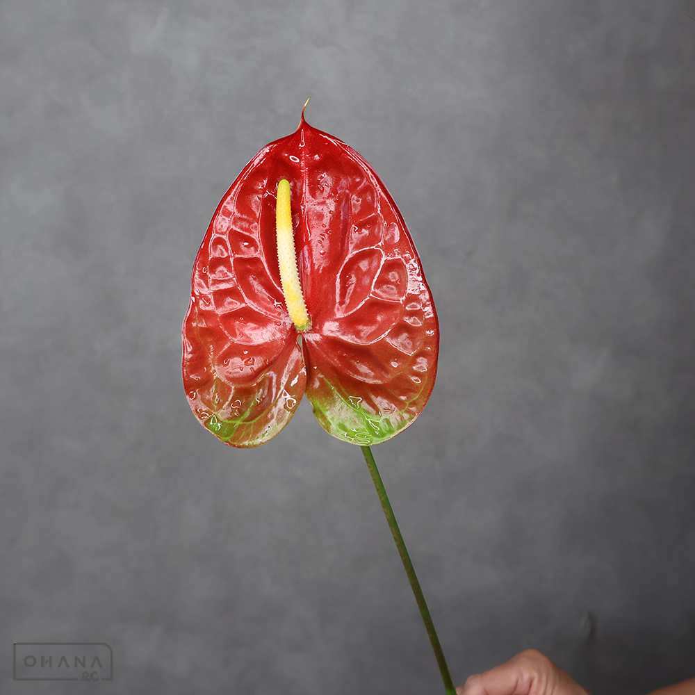 アンスリューム　オバケ　Ｍ モーリシャス産 ※5本束