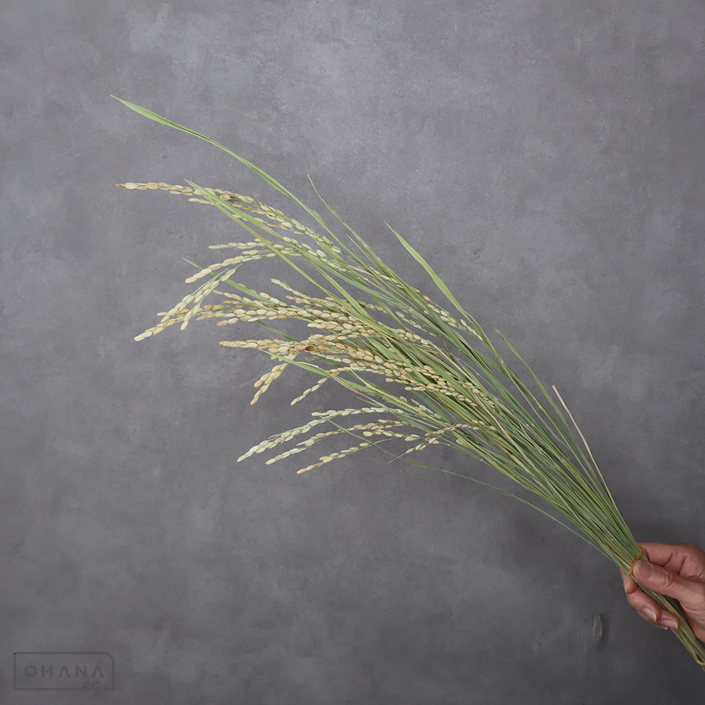 稲穂　　　 70cm  ※20本束