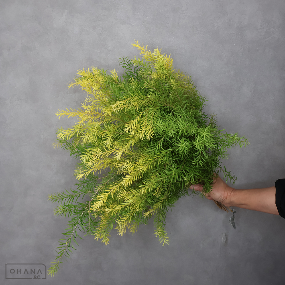 【SALE】メラリューカ　ゴールド　 55cm　※クレーム対象外