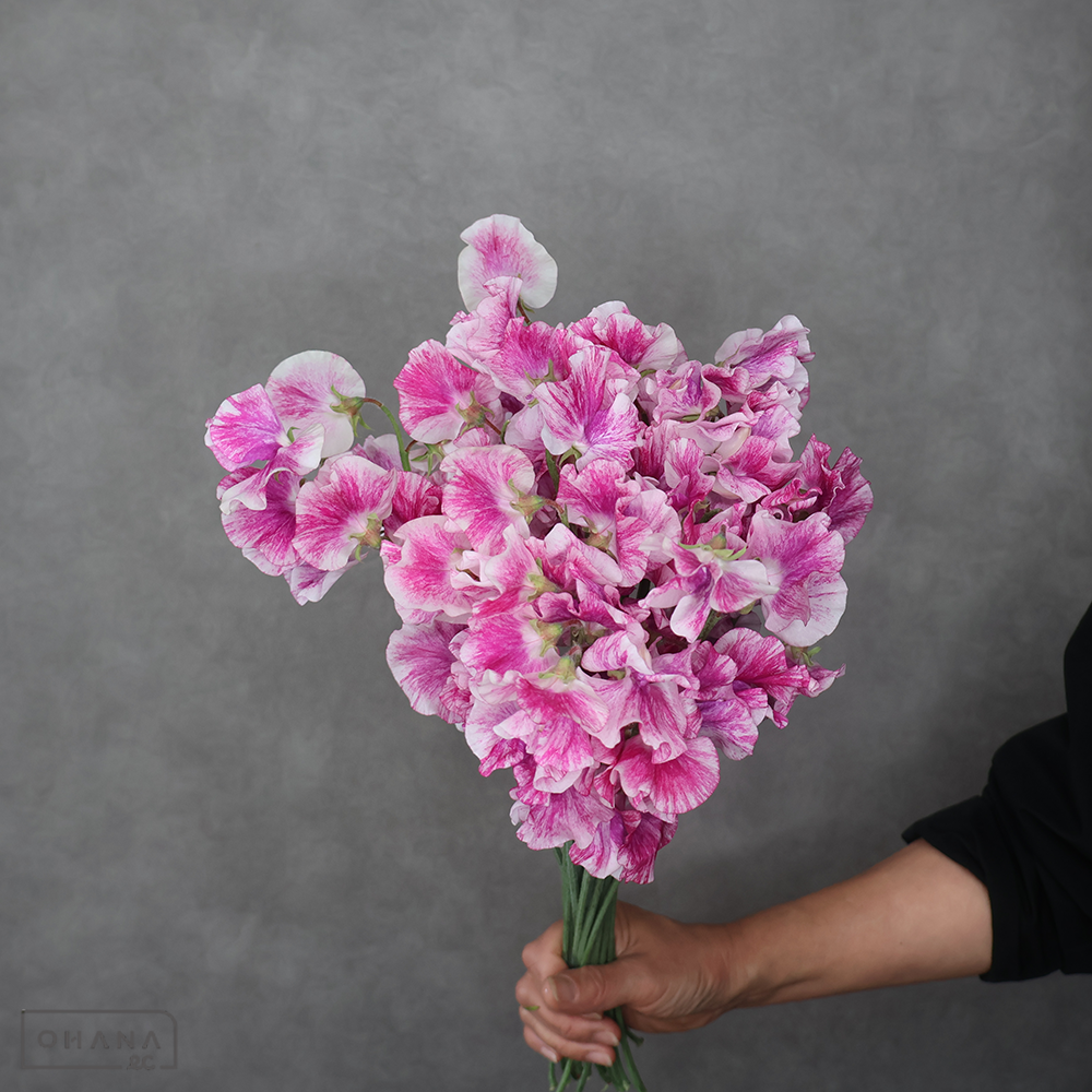 スイトピー　ピンクスプラッシュ　 3F L/M