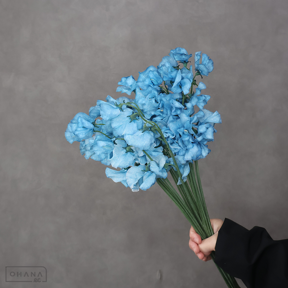 スイトピー　デニム　3P2L