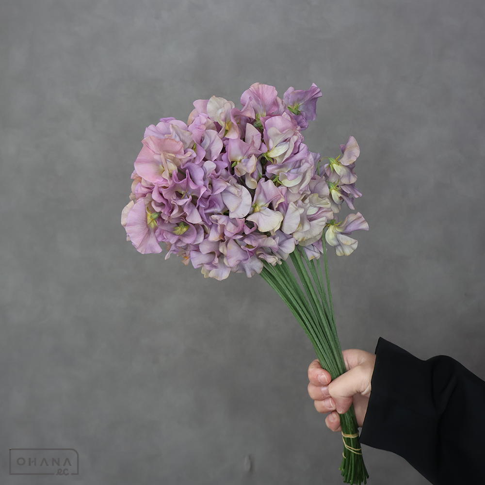 スイトピー　ラベージュ　3PL