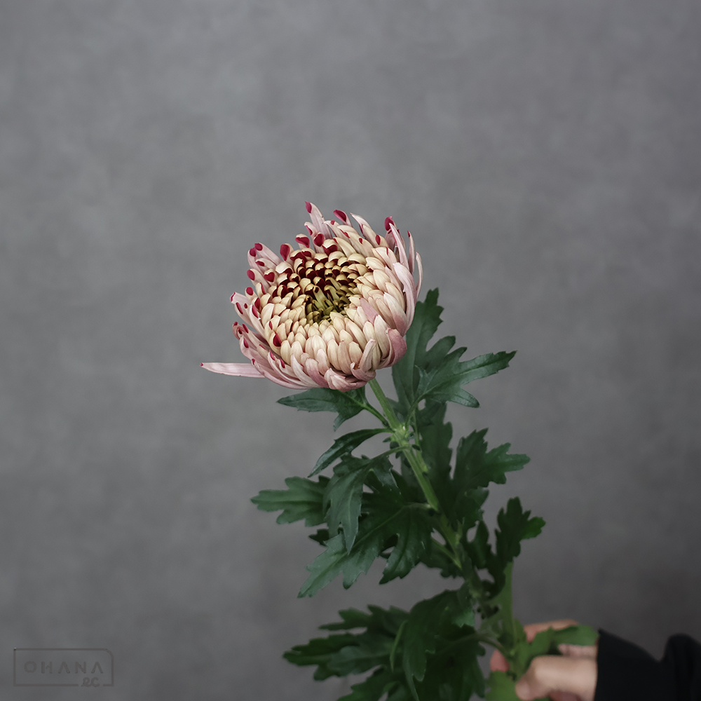 【SALE】マム　セイレオニオ ※5本束　秀70CM　※クレーム対象外