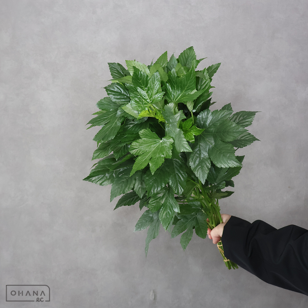 【SALE】木イチゴ　ベビーハンズ　優 50cm　※クレーム対象外