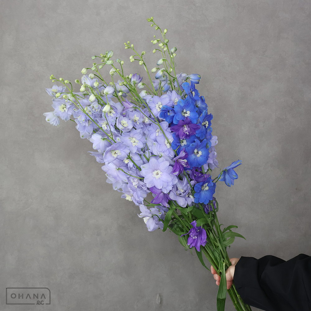 デルフィジャイアント　デルヒニューム　混合　優 80cm