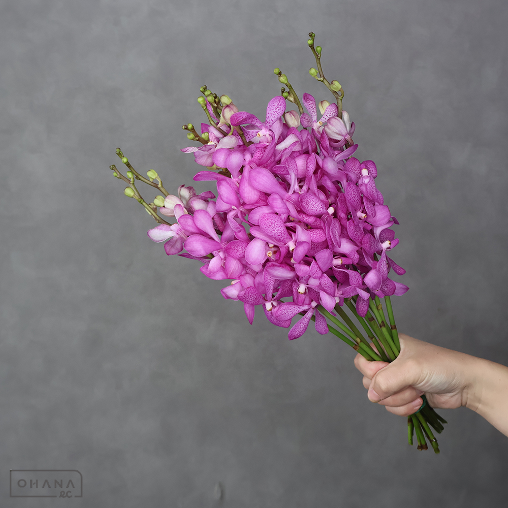 【SALE】バンダ　モカラ　ピンク　L　※クレーム対象外