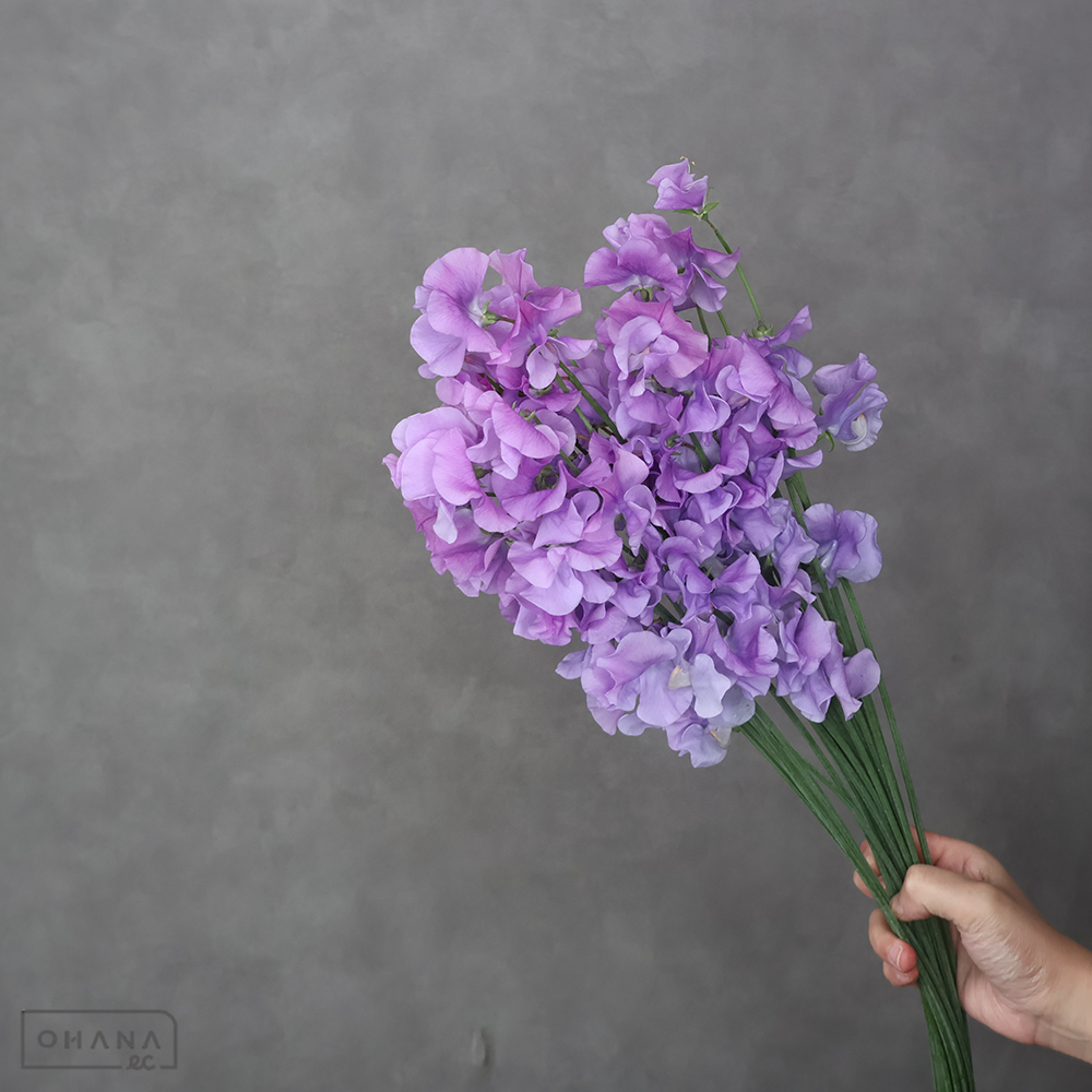 スイトピー紫　グレース　2L 3輪  ※25本束