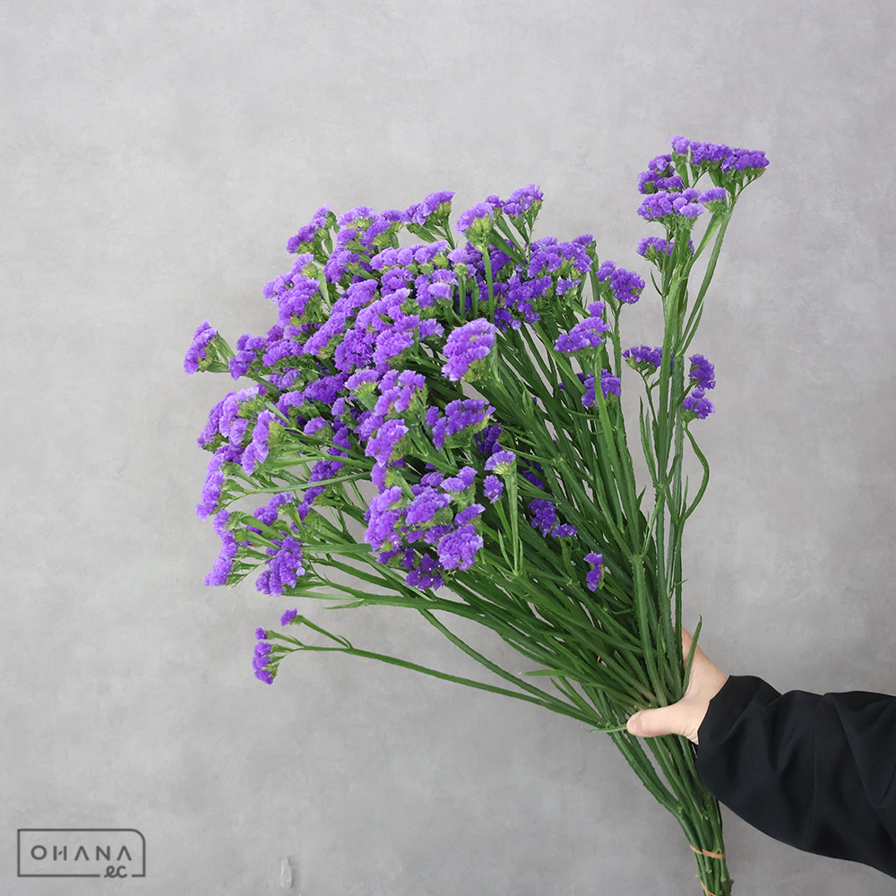 【SALE】スターチス紫　スタディバイオレット　2L　※クレーム対象外