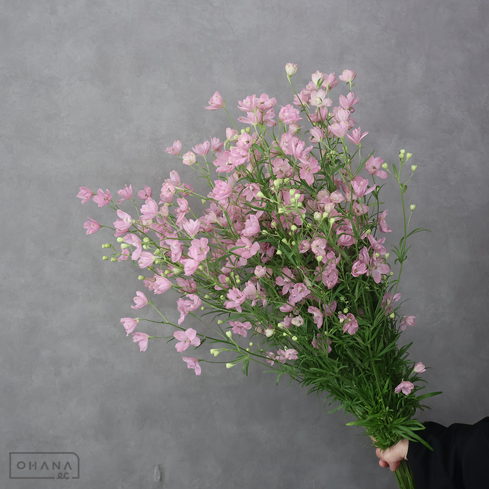 デルフィシネンシスピンク　さくら乙女　L ＳＰ