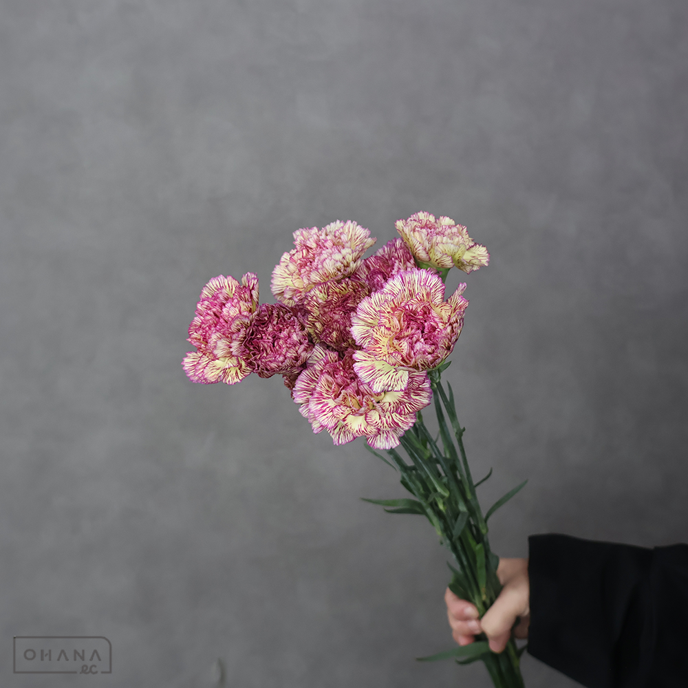 【SALE】カーネ複色　レディシーン　 60cm　※クレーム対象外