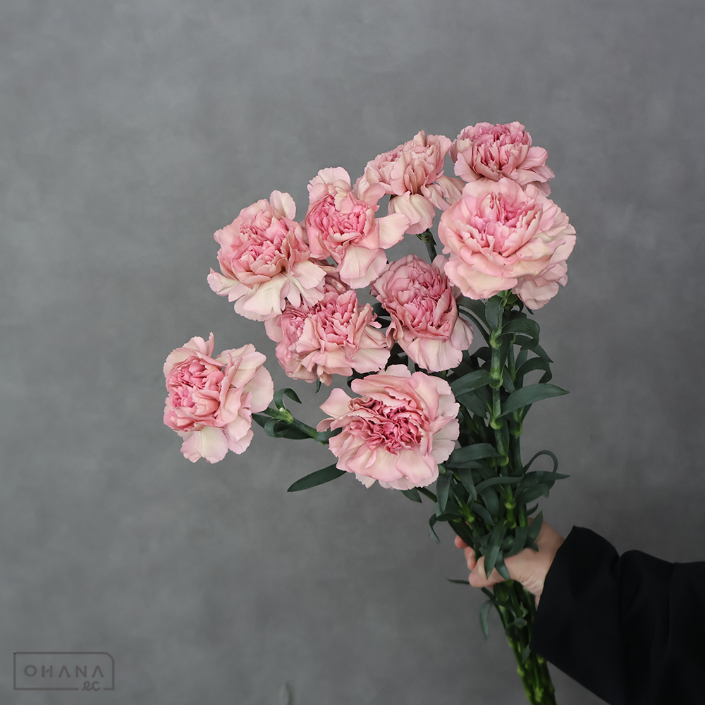 【SALE】カーネ　ハッピーチェリー　秀 55cm　※クレーム対象外