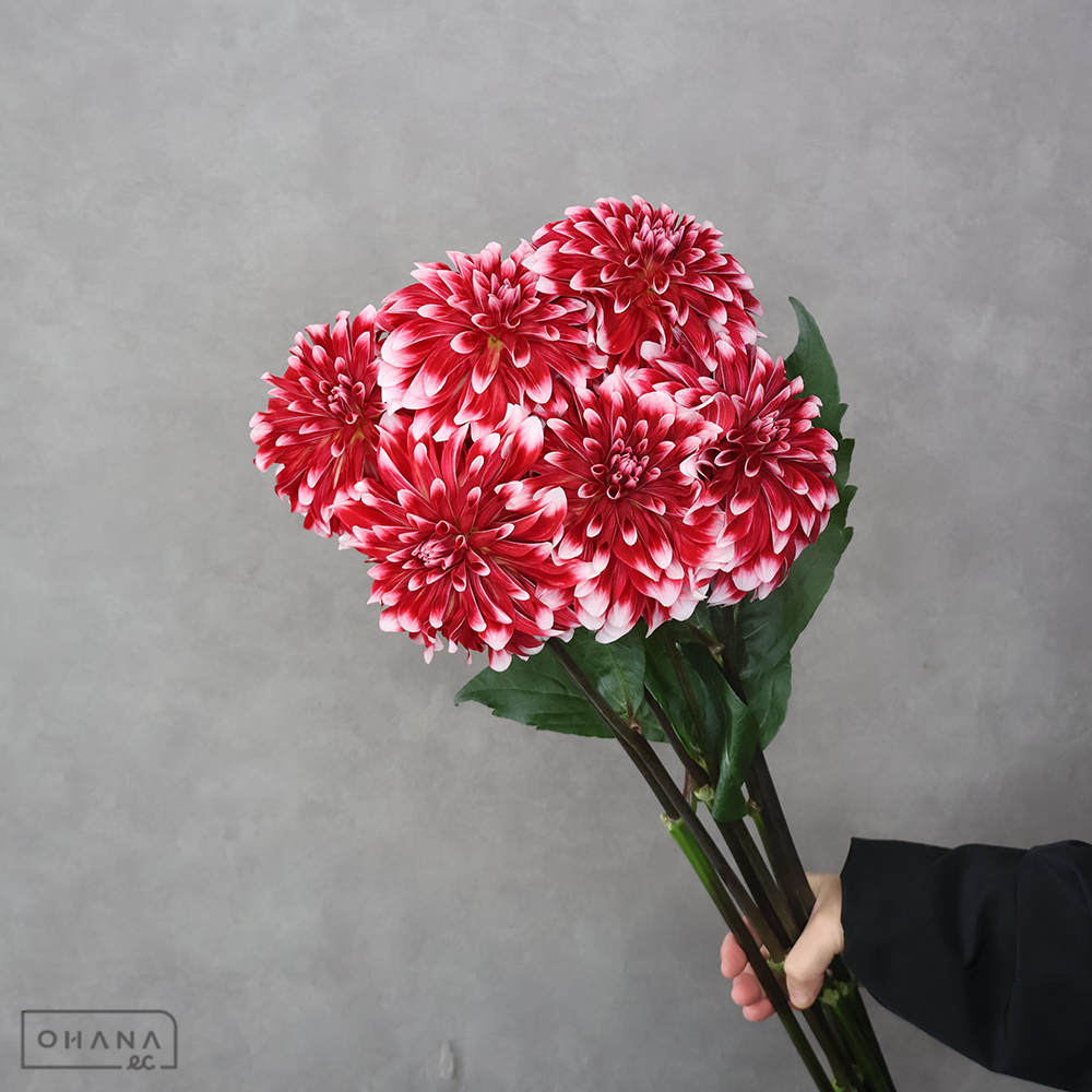 ダリア　ロダン　秀優 70-60