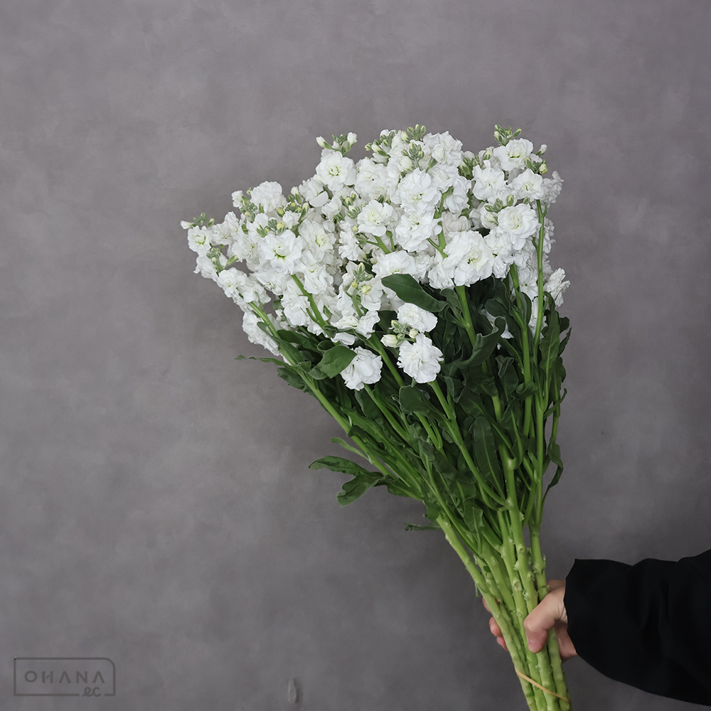 ストックスプレー白　ホワイトカルテット　L