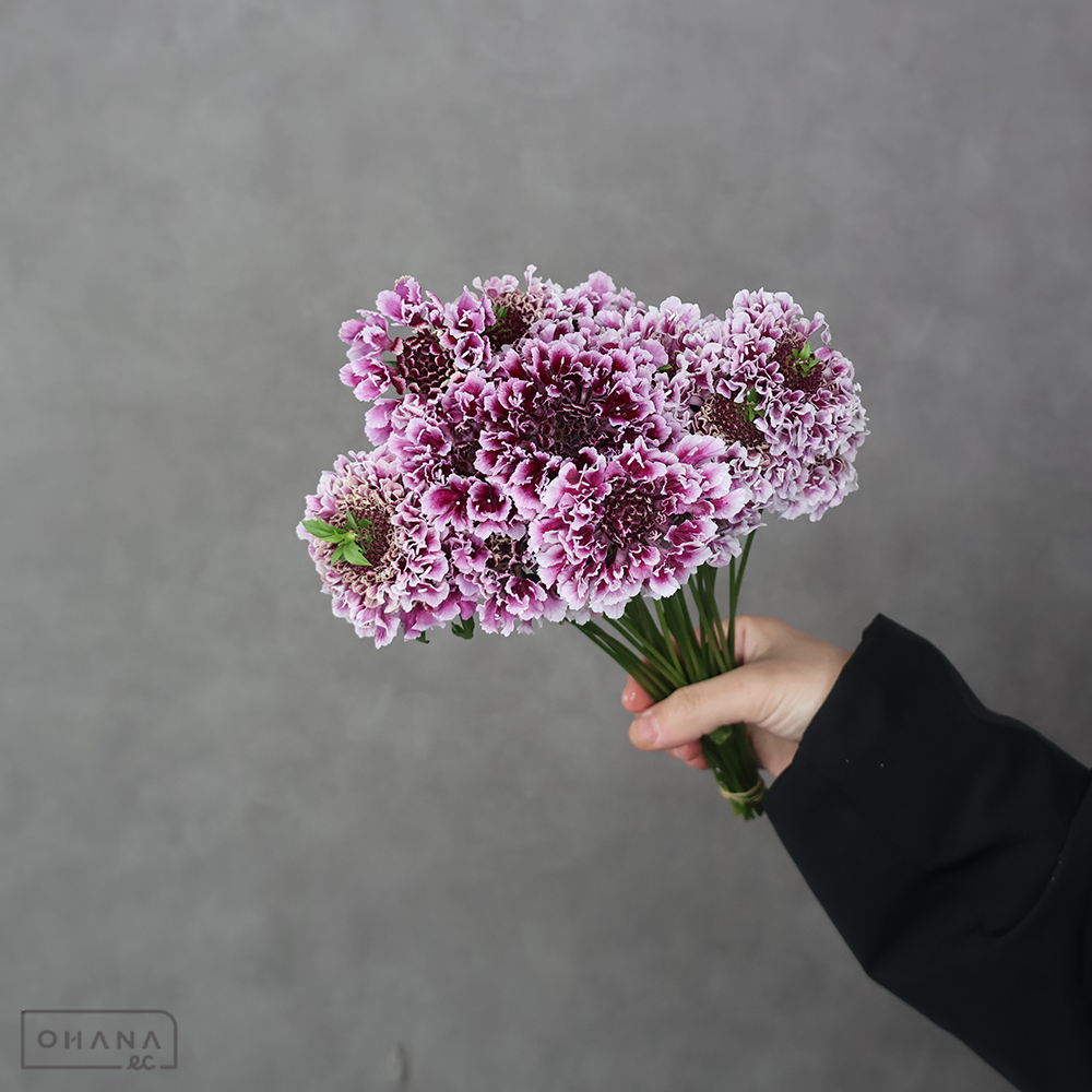 スカビオサ　MIX ①　秀 30-25