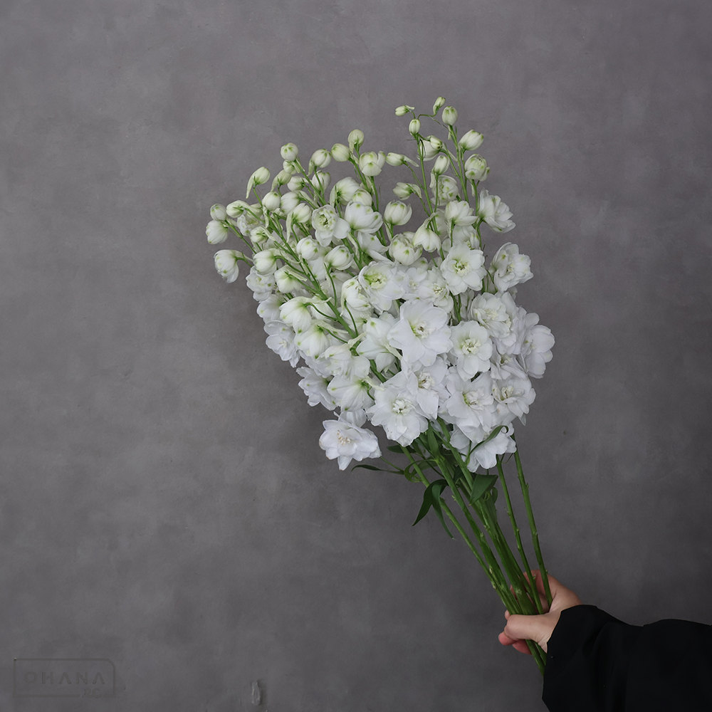 デルフィジャイアント白　ペガサス　秀 70-60