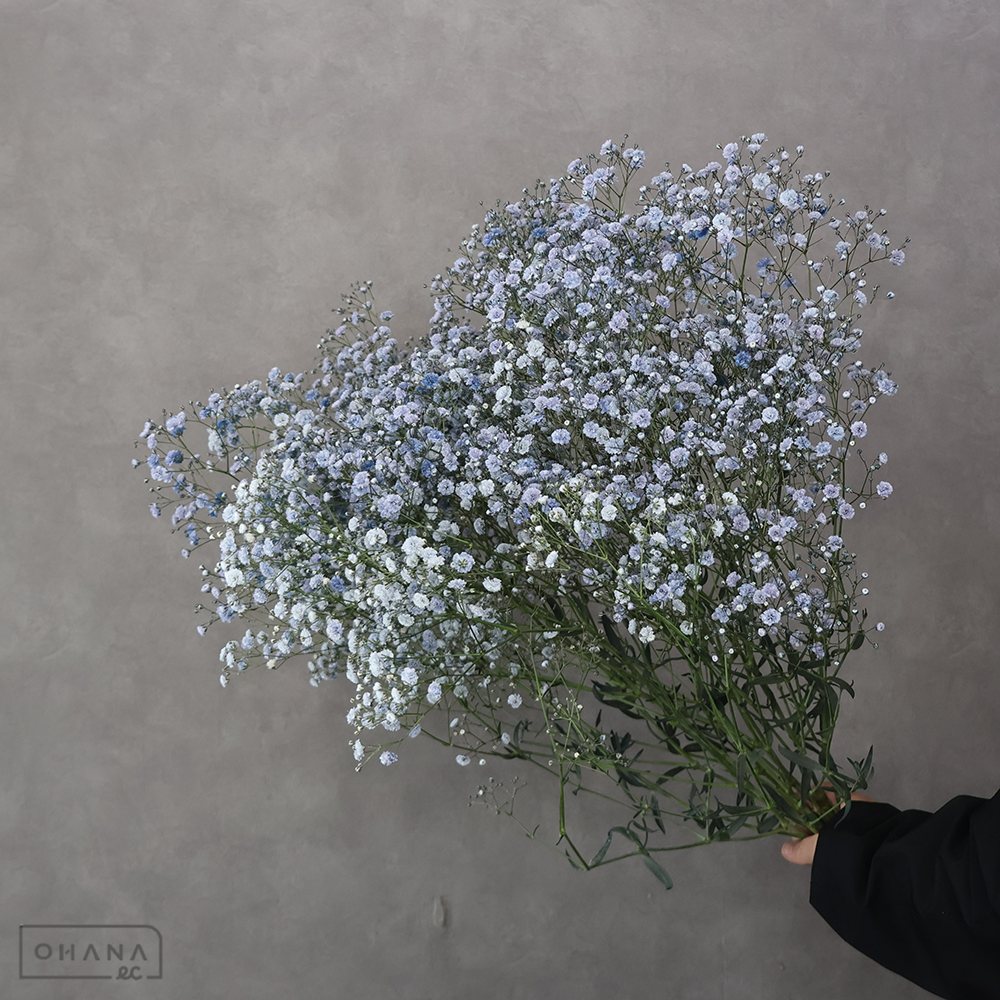 カスミソウ染め　モーヴ ①　 65cm