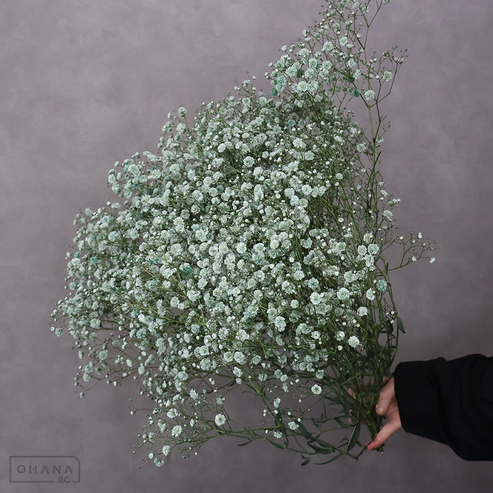 カスミソウ染め　モーヴ ④　 65cm