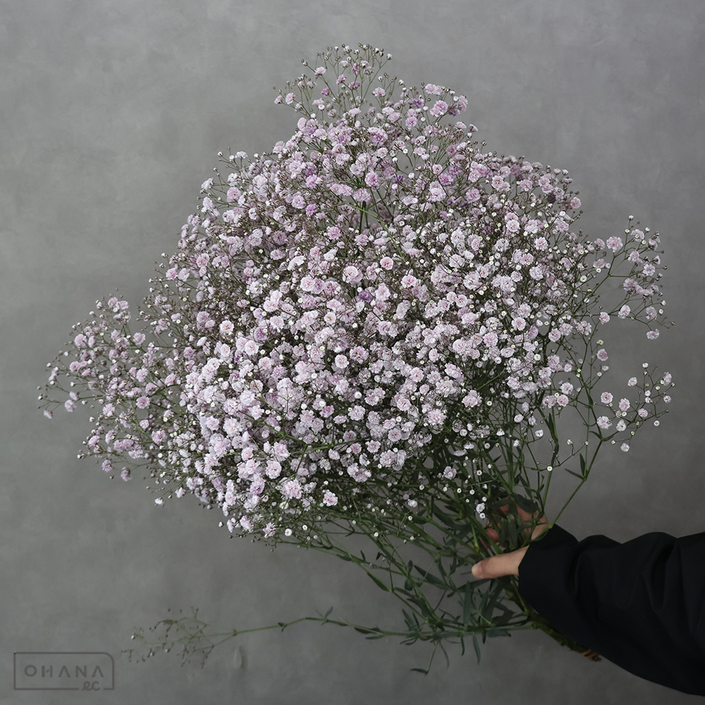 カスミソウ染め　モーヴ ⑤　 65cm