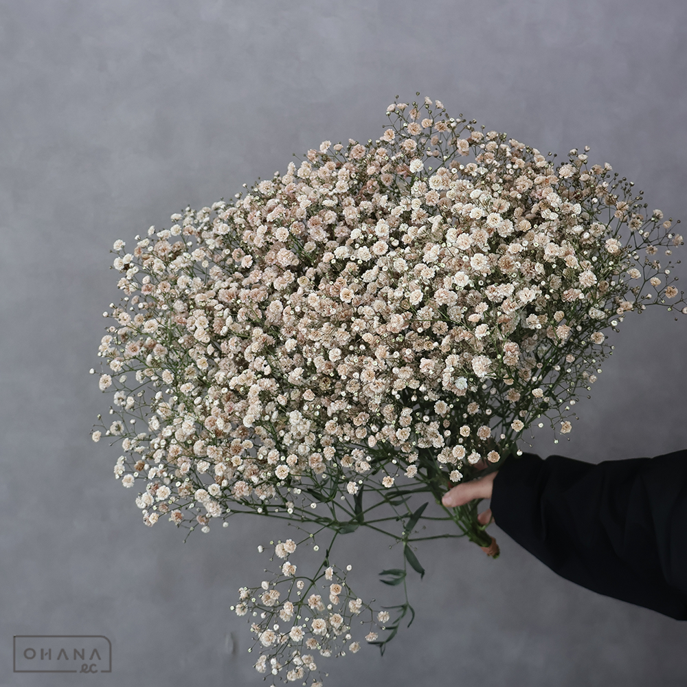 カスミソウ染め　モーヴ ⑥　 65cm