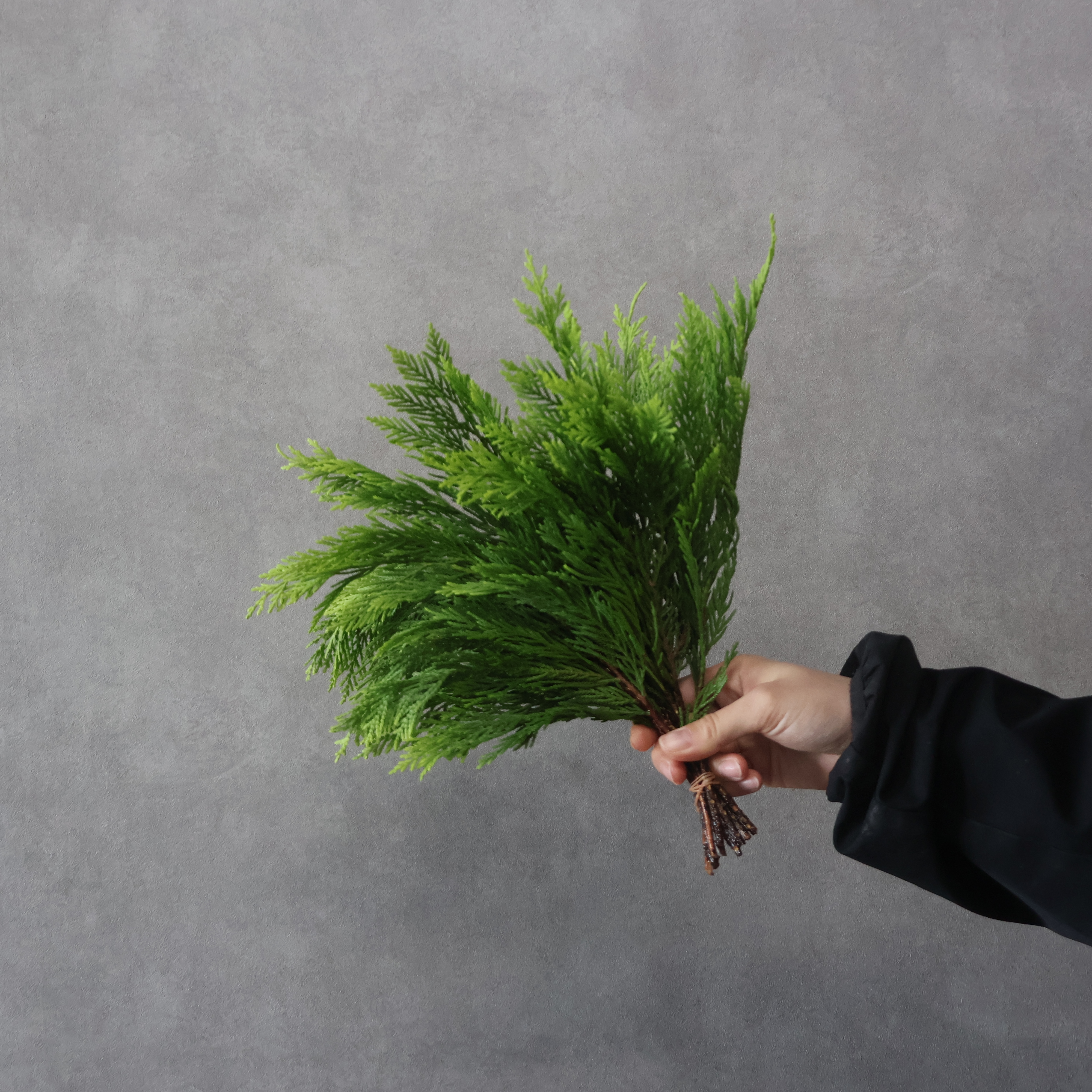 【SALE】ヒバ ゴールドライダー　秀30cm　※クレーム対象外