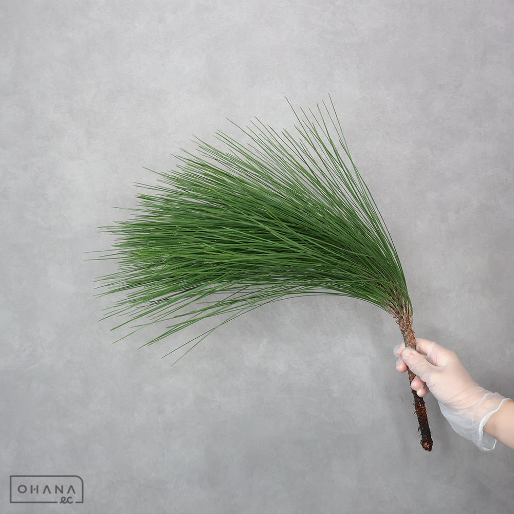 大王松　　２級 50cm