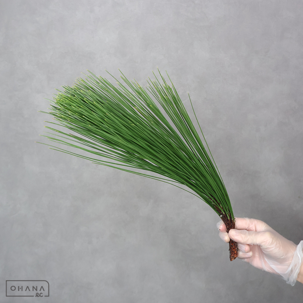 大王松　　１級 40cm