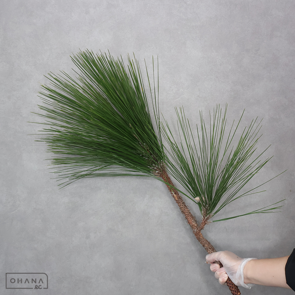 大王松　枝付　80cm