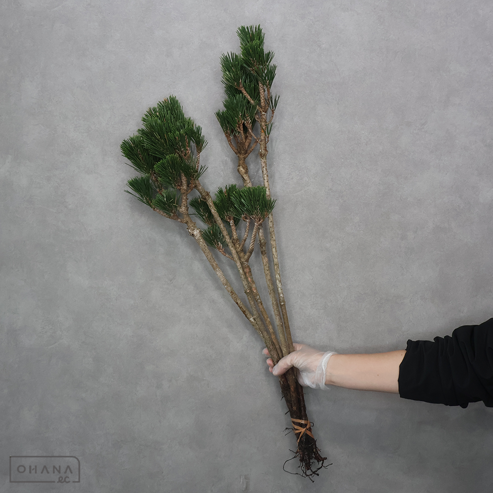 寿松　　S 80cm  ※個体差あり