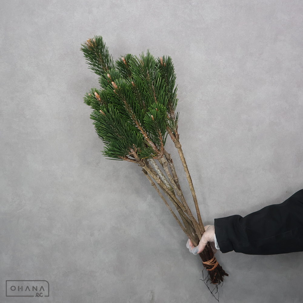 寿松　　2S 70cm  ※個体差あり