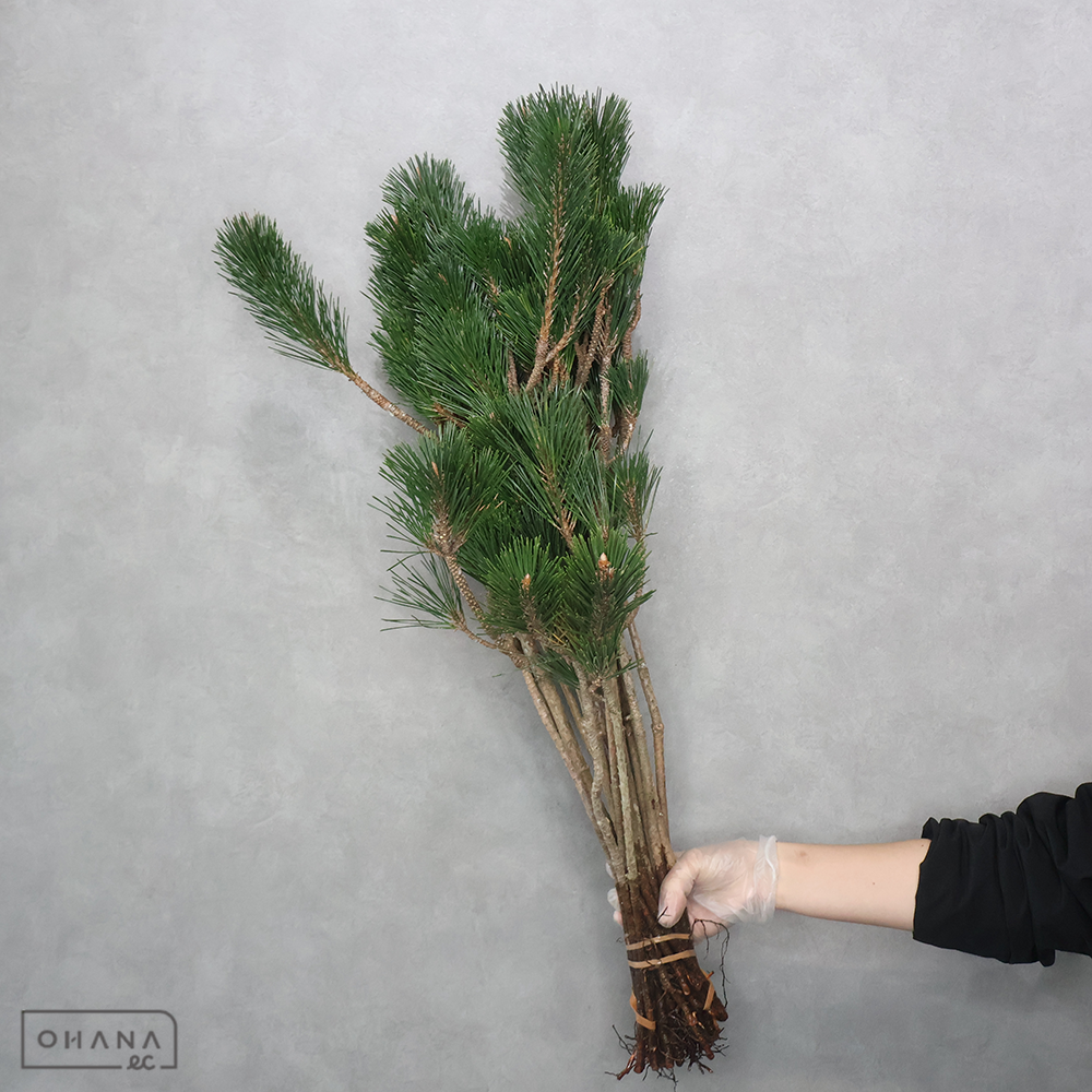 寿松　　特3S 80cm ※個体差あり