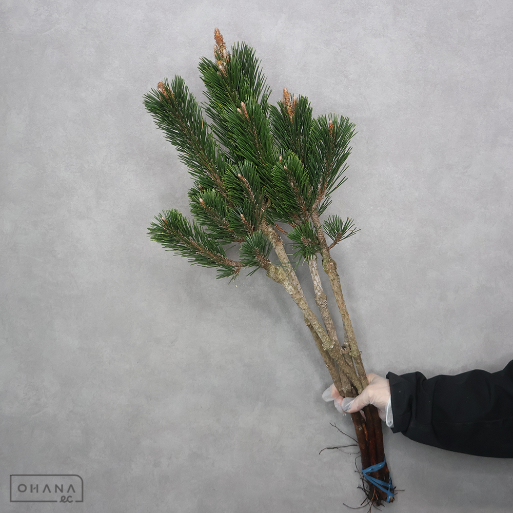 寿松　　L 80cm  ※個体差あり