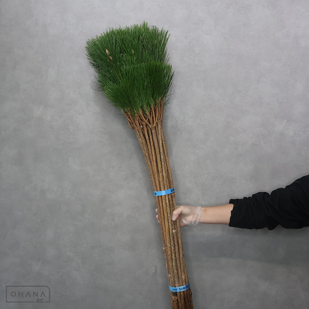 若松　　L 100cm 紫