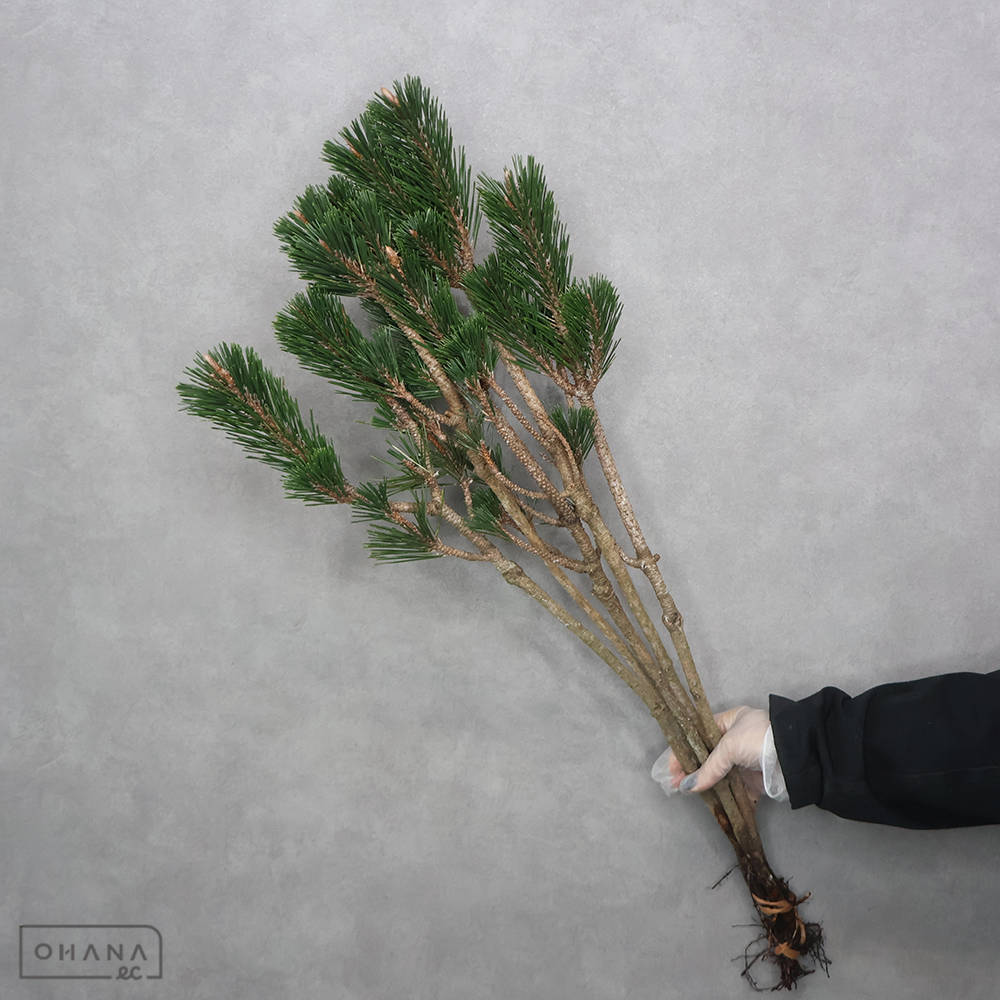 寿松　　S 80cm  ※個体差あり