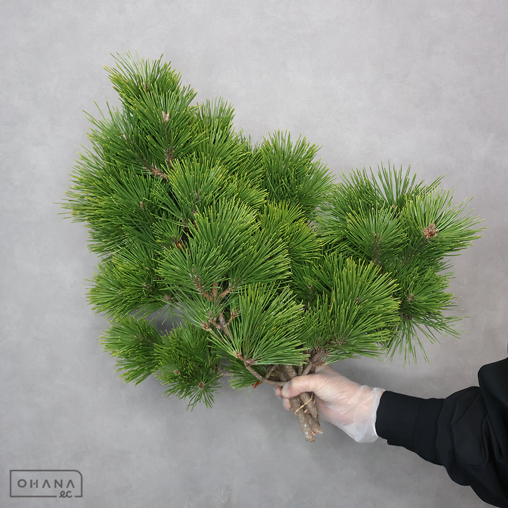 八房黒松　55-60cm ※個体差あり