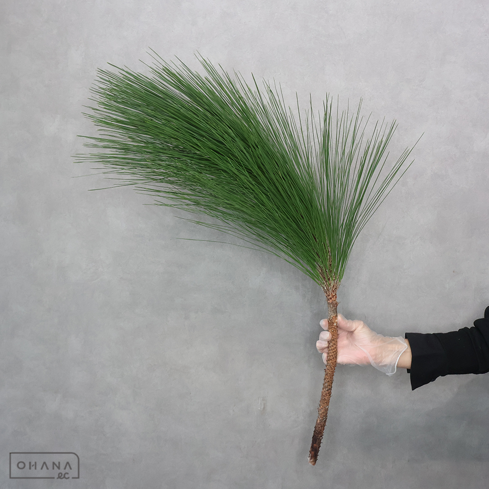 大王松　１級 90cm