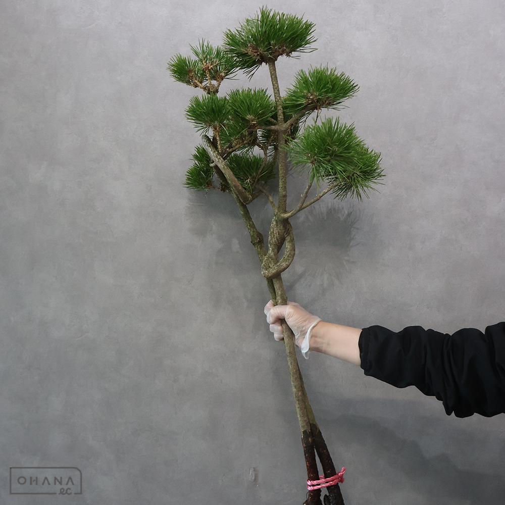 お菊松結び 約90cm ※個体差あり