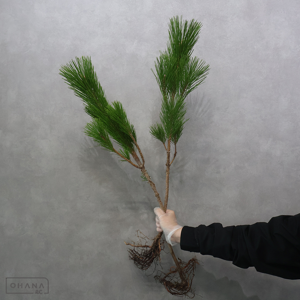 根引松　約80cm ※5本束