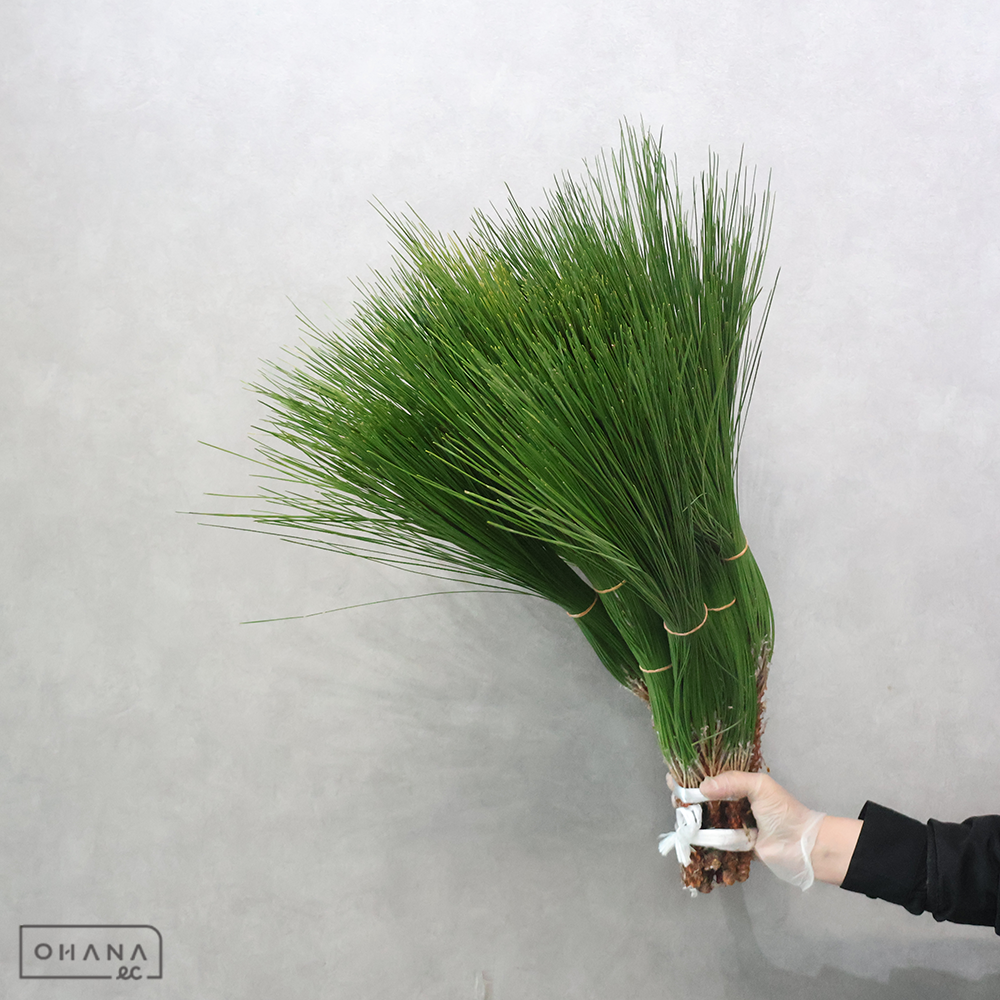 大王松　　　２級 60-50cm