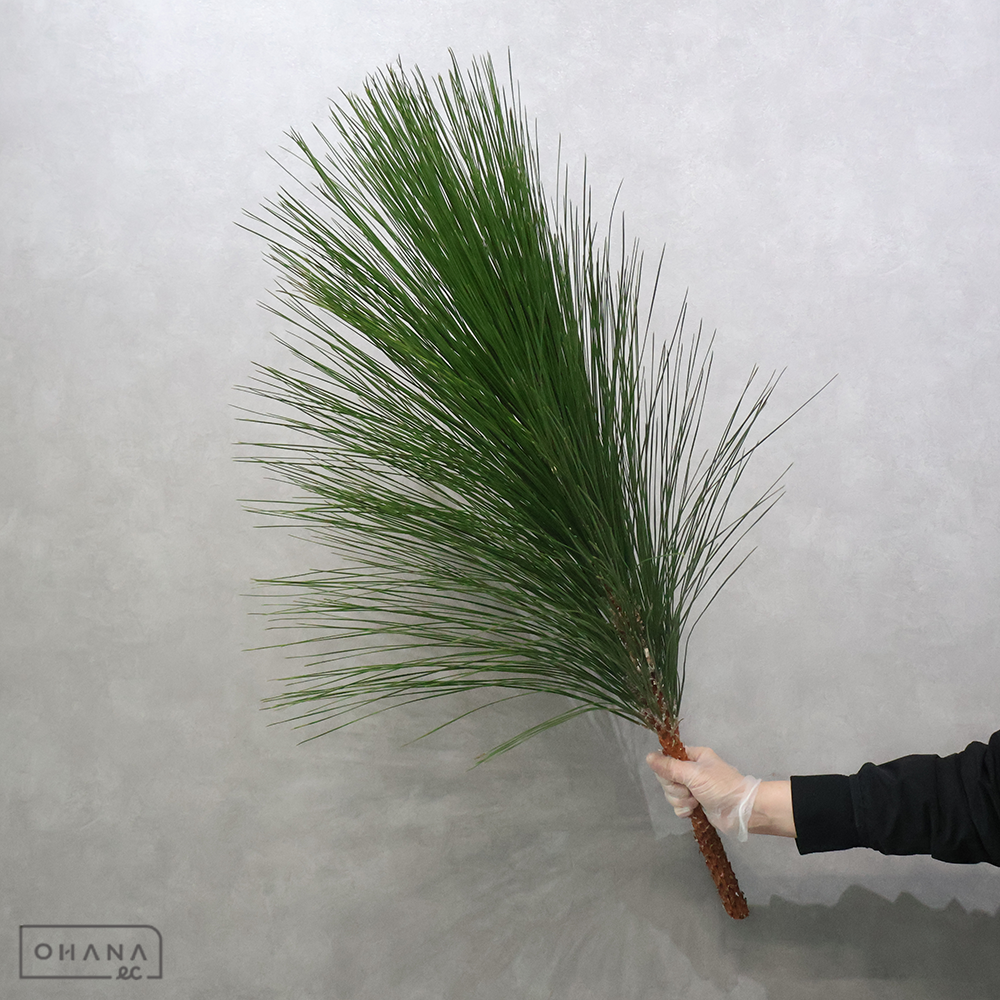 大王松　　　１級 90cm