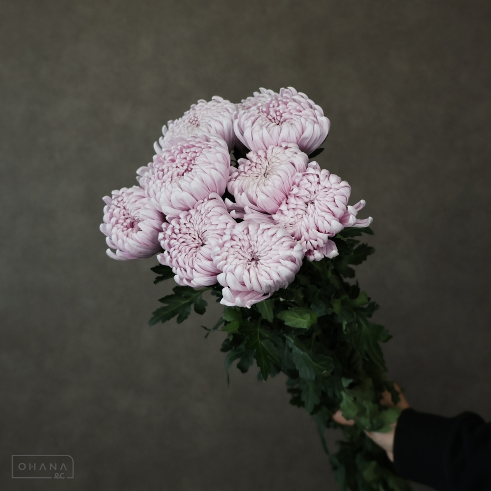 Hamさま売約済み帯留め〈菊large・Jellyfishなお花〉ヌーディピンク 如何