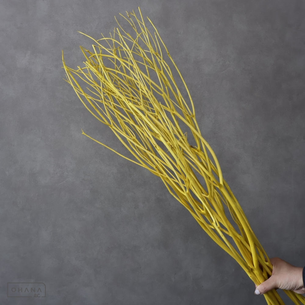 ドライ ミツマタ イエロー 75-70CM