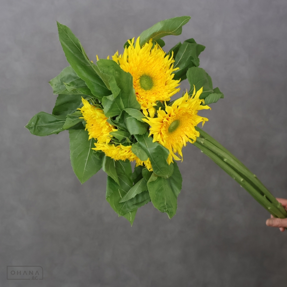 ヒマワリ グリーンバースト八重　秀 90cm 花径16㎝～