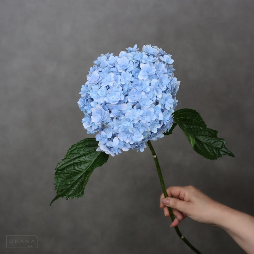 アジサイ　ライトブルー　L 60cm